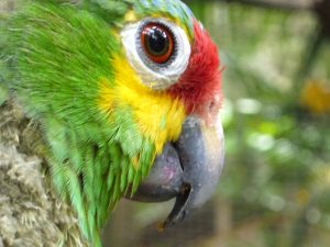 Macaw Mountain, Honduras